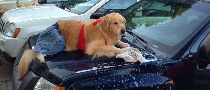 perro-lavando-el-coche-dominiomundial